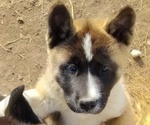 Puppy Dapper Akita