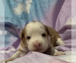 Image preview for Ad Listing. Nickname: Tundra