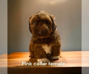 Shih Tzu Puppy for sale in CHICO, CA, USA