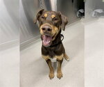 Small Alaskan Malamute-Doberman Pinscher Mix