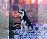Small #13 Huskies  Mix