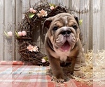 Small Photo #8 Bulldog Puppy For Sale in JACKSONVILLE, FL, USA