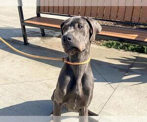 Great Dane Dogs for adoption in Orange, CA, USA