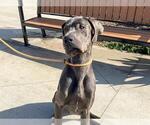 Small Great Dane