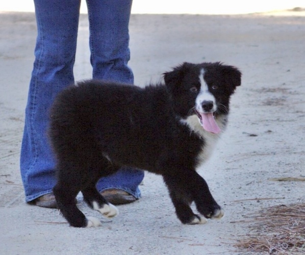 Medium Photo #6 Australian Shepherd Puppy For Sale in ACTON, CA, USA