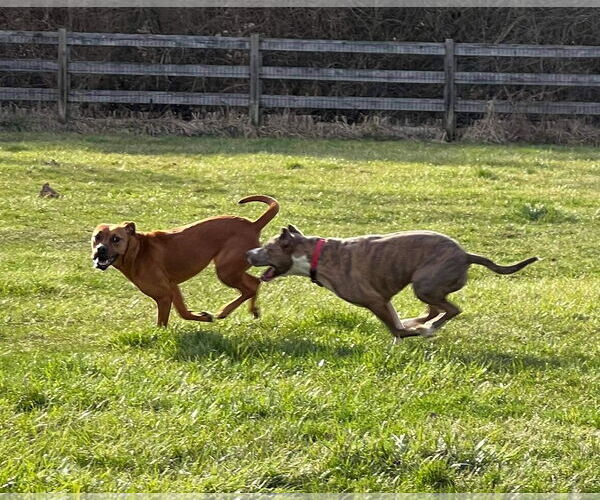 Medium Photo #25 American Pit Bull Terrier-Unknown Mix Puppy For Sale in Germantown, OH, USA