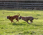 Small #24 American Pit Bull Terrier Mix