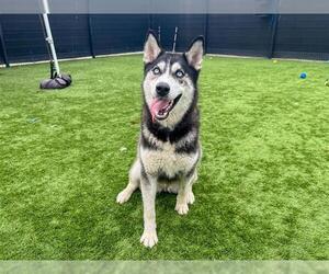 Siberian Husky Dogs for adoption in Orange, CA, USA