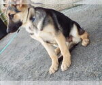 Small Photo #2 German Shepherd Dog Puppy For Sale in PATERSON, NJ, USA