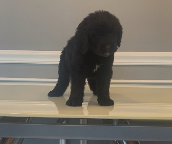 Medium Photo #70 Bernedoodle-Labradoodle Mix Puppy For Sale in MILFORD, NJ, USA