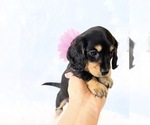 Small #1 Dachshund