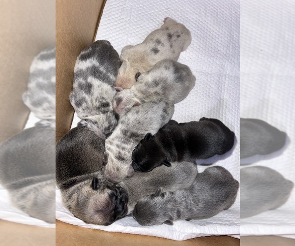 Medium Photo #4 French Bulldog Puppy For Sale in NEW BEDFORD, MA, USA