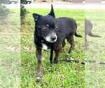 Small #15 Chihuahua