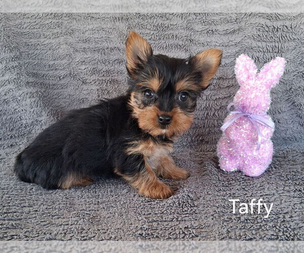 Medium Photo #3 Yorkshire Terrier Puppy For Sale in MOUNT PLEASANT, MI, USA