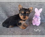 Small #2 Yorkshire Terrier