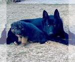Small Photo #13 German Shepherd Dog Puppy For Sale in TONOPAH, AZ, USA