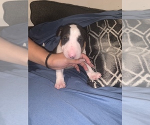 Bull Terrier Puppy for sale in CHICAGO, IL, USA