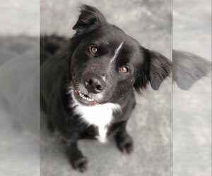 Border-Aussie Dogs for adoption in East Derry, NH, USA