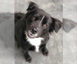 Small Border-Aussie