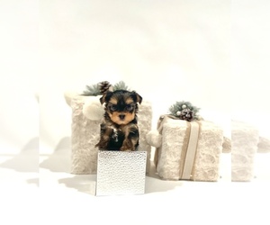 Yorkshire Terrier Puppy for sale in ORCHARDS, WA, USA