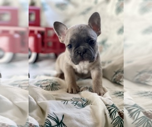 French Bulldog Puppy for sale in RICHLAND, IA, USA