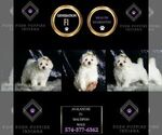 Small #6 Maltipoo