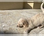 Small Photo #36 Labradoodle Puppy For Sale in FORT LAUDERDALE, FL, USA