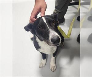 Basset Hound-Border Collie Mix Dogs for adoption in Temple, TX, USA
