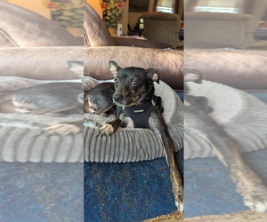Chihuahua-Unknown Mix Dogs for adoption in Mundelein, IL, USA