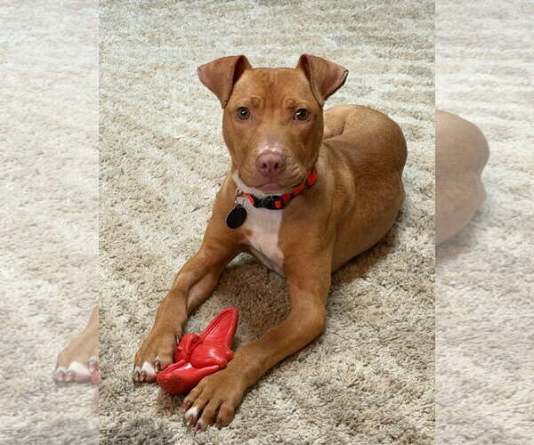 Medium Photo #5 Mutt Puppy For Sale in Rochester, NY, USA