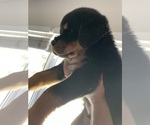 Small Photo #2 Rottweiler Puppy For Sale in PONTE VEDRA, FL, USA
