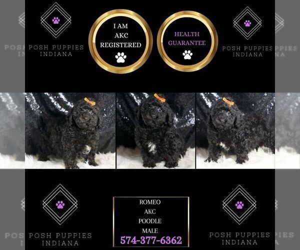Medium Photo #1 Poodle (Miniature) Puppy For Sale in WARSAW, IN, USA