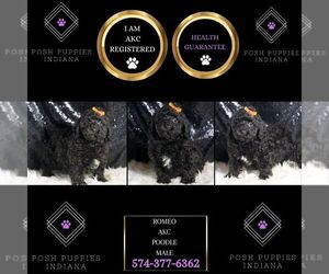 Poodle (Miniature) Puppy for sale in WARSAW, IN, USA