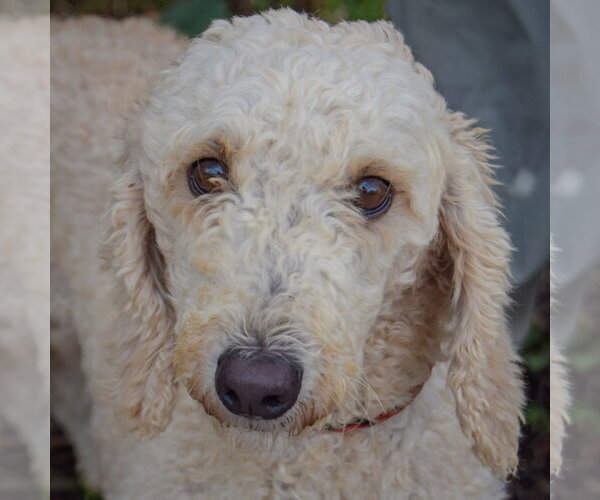 Medium Photo #5 Mutt Puppy For Sale in Huntley, IL, USA