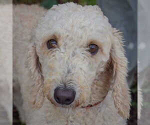 Garnet - Female Mutt Dog for Adoption - Photo #5