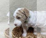 Small Photo #60 Double Doodle Puppy For Sale in PIERSON, FL, USA