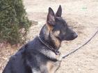 Small Photo #1 German Shepherd Dog Puppy For Sale in PALOS HILLS, IL, USA