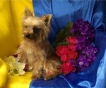 Small Photo #1 Morkie Puppy For Sale in CASSVILLE, MO, USA
