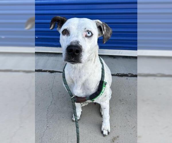 Medium Photo #1 American Pit Bull Terrier Puppy For Sale in Bakersfield, CA, USA