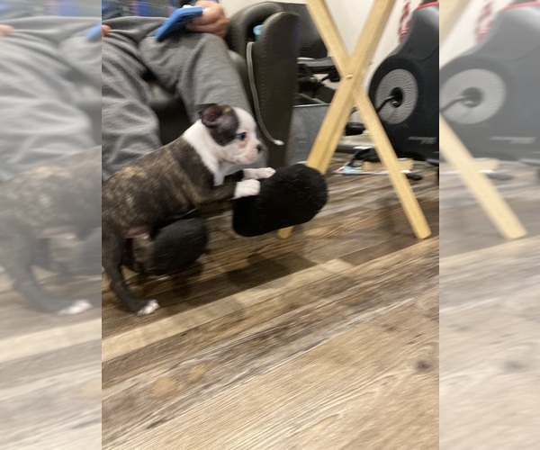 Medium Photo #8 Boston Terrier Puppy For Sale in FREDONIA, KS, USA