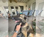 Small #3 German Shepherd Dog Mix