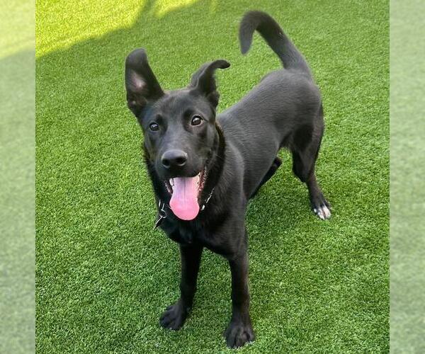 Medium Photo #1 Labrador Retriever-Unknown Mix Puppy For Sale in San Diego, CA, USA