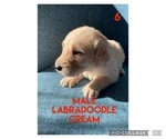Puppy 7 Labradoodle