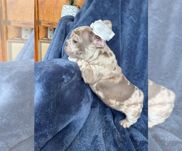 Medium Photo #1 French Bulldog Puppy For Sale in REVERE, MA, USA