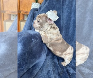 French Bulldog Puppy for sale in REVERE, MA, USA