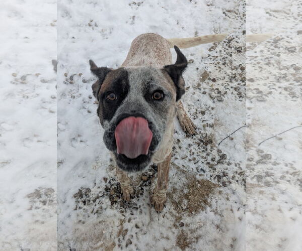 Medium Photo #2 Mutt Puppy For Sale in Garden City, NY, USA