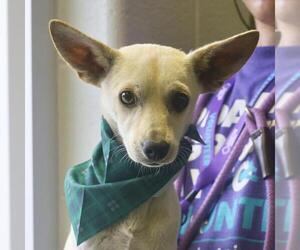 Chihuahua-Unknown Mix Dogs for adoption in San Antonio, TX, USA