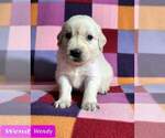 Small Photo #13 Golden Retriever Puppy For Sale in AIKEN, SC, USA