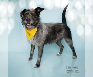 Border Terrier-Unknown Mix Dogs for adoption in Corona, CA, USA