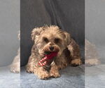 Small #7 Poodle (Toy)